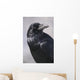 Common Raven, Jasper National Park, Alberta Canada Wall Mural