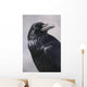 Common Raven, Jasper National Park, Alberta Canada Wall Mural