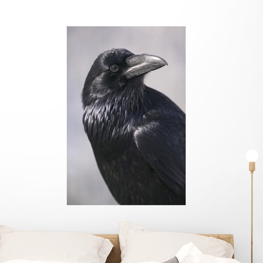 Common Raven, Jasper National Park, Alberta Canada Wall Mural
