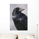 Common Raven, Jasper National Park, Alberta Canada Wall Mural
