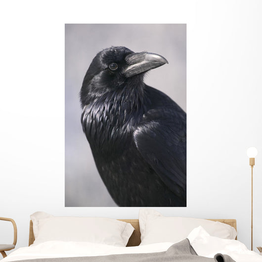 Common Raven, Jasper National Park, Alberta Canada Wall Mural