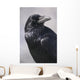 Common Raven, Jasper National Park, Alberta Canada Wall Mural