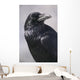 Common Raven, Jasper National Park, Alberta Canada Wall Mural