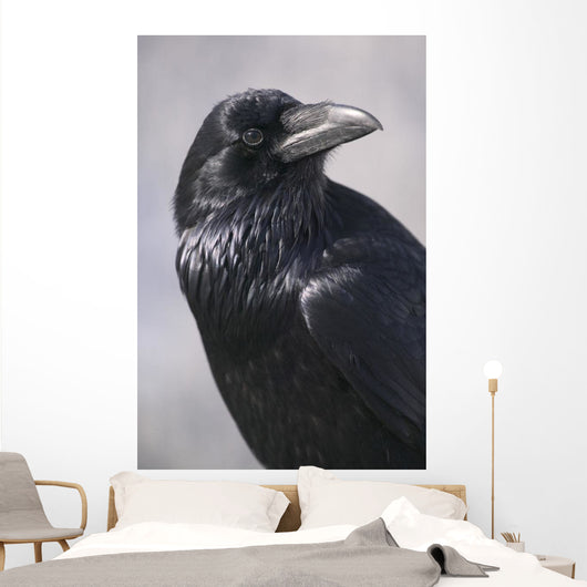 Common Raven, Jasper National Park, Alberta Canada Wall Mural