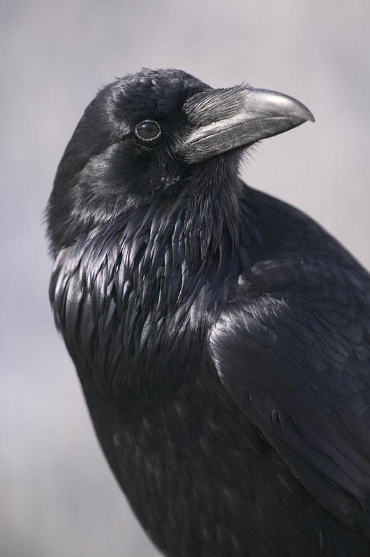 Common Raven, Jasper National Park, Alberta Canada Wall Mural