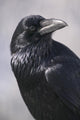 Common Raven, Jasper National Park, Alberta Canada Wall Mural