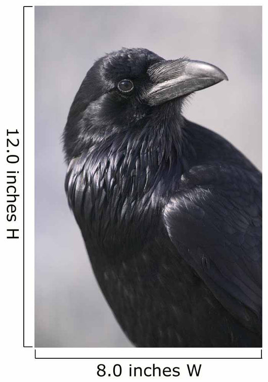 Common Raven, Jasper National Park, Alberta Canada Wall Mural
