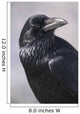 Common Raven, Jasper National Park, Alberta Canada Wall Mural