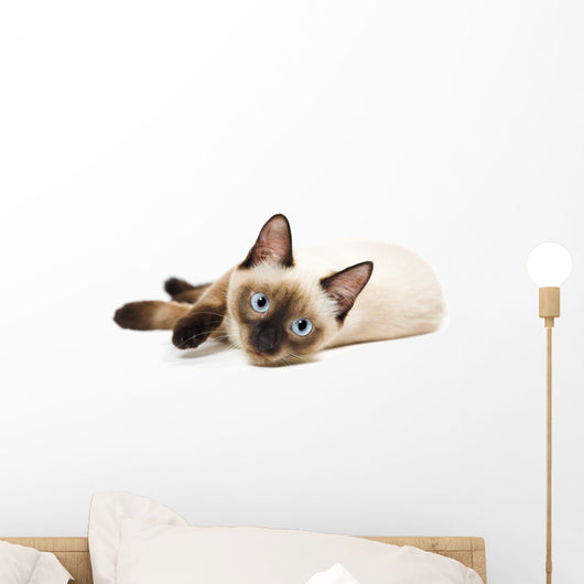 Siamese Cat