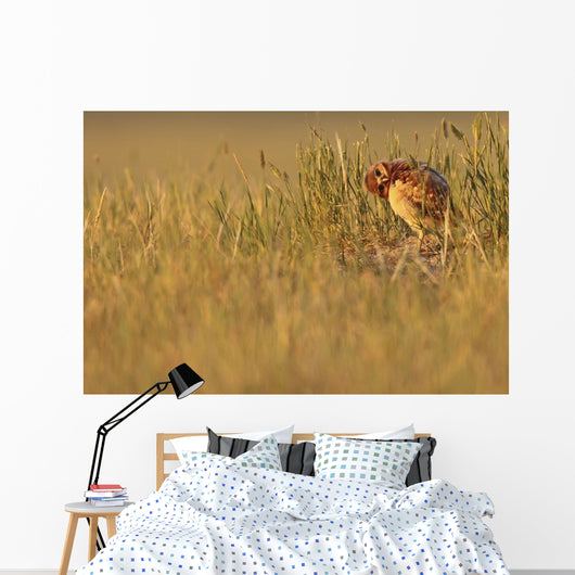 Digitally Enhanced Image With Painterly Effect Of Burrowing Owl Chick Wall Mural