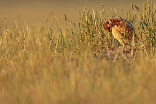 Digitally Enhanced Image With Painterly Effect Of Burrowing Owl Chick Wall Mural