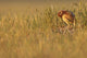 Digitally Enhanced Image With Painterly Effect Of Burrowing Owl Chick Wall Mural