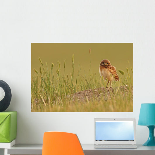 Digitally Enhanced Image With Painterly Effect Of Burrowing Owl Chick Wall Mural