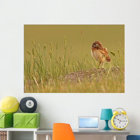 Digitally Enhanced Image With Painterly Effect Of Burrowing Owl Chick Wall Mural