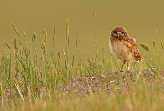 Digitally Enhanced Image With Painterly Effect Of Burrowing Owl Chick Wall Mural