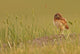 Digitally Enhanced Image With Painterly Effect Of Burrowing Owl Chick Wall Mural