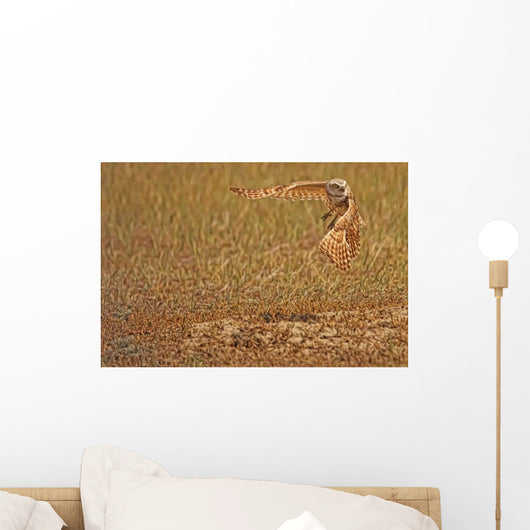 Painterly Effect Of Burrowing Owl Taking Flight Wall Mural