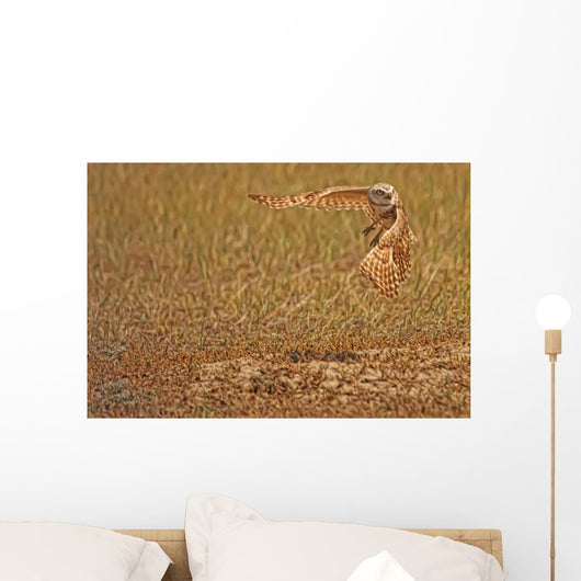 Painterly Effect Of Burrowing Owl Taking Flight Wall Mural