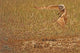 Painterly Effect Of Burrowing Owl Taking Flight Wall Mural