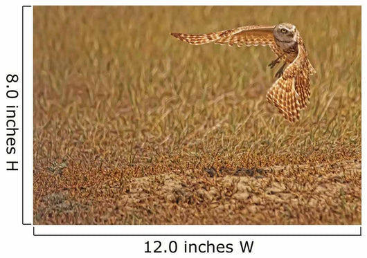 Painterly Effect Of Burrowing Owl Taking Flight Wall Mural