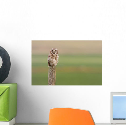Short-Eared Owl, Saskatchewan Wall Mural