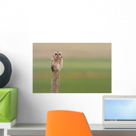 Short-Eared Owl, Saskatchewan Wall Mural