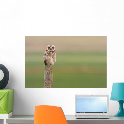 Short-Eared Owl, Saskatchewan Wall Mural