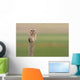 Short-Eared Owl, Saskatchewan Wall Mural