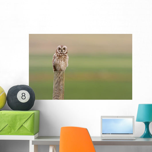 Short-Eared Owl, Saskatchewan Wall Mural