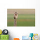 Short-Eared Owl, Saskatchewan Wall Mural