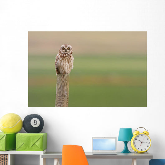 Short-Eared Owl, Saskatchewan Wall Mural