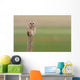 Short-Eared Owl, Saskatchewan Wall Mural