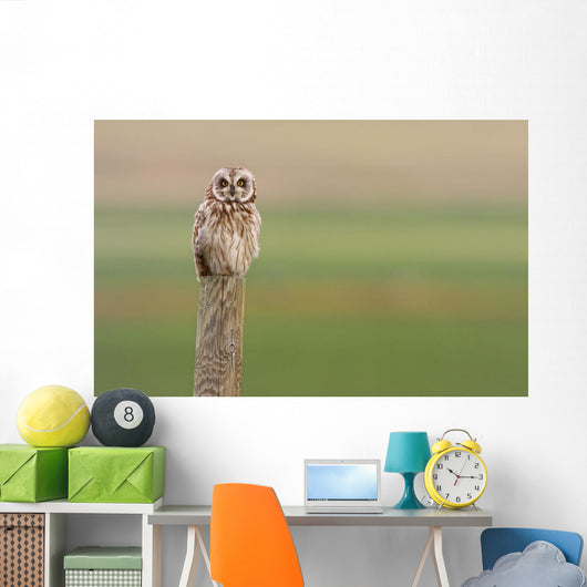 Short-Eared Owl, Saskatchewan Wall Mural