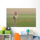 Short-Eared Owl, Saskatchewan Wall Mural