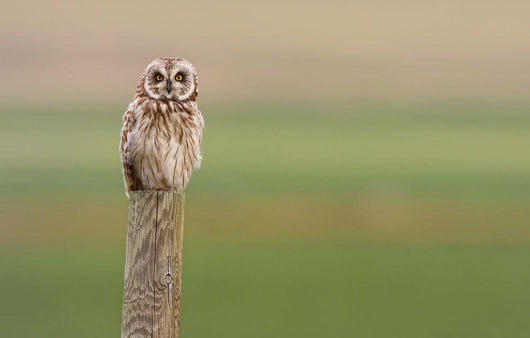 Short-Eared Owl, Saskatchewan Wall Mural