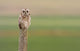 Short-Eared Owl, Saskatchewan Wall Mural