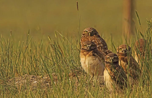 Painterly Effect Of Burrowing Owl Chicks And Adult Wall Mural