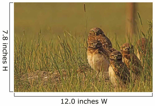 Painterly Effect Of Burrowing Owl Chicks And Adult Wall Mural