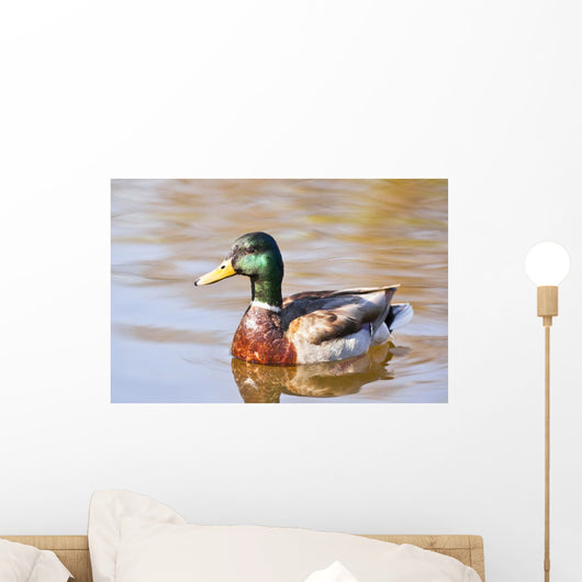 Male Mallard Duck In Water, Assiniboine Park, Winnipeg, Manitoba Wall Mural