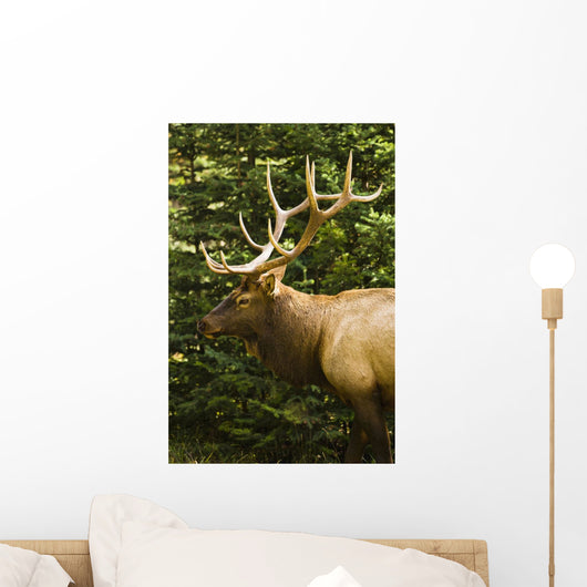 Wapiti, Jasper National Park, Alberta Wall Mural