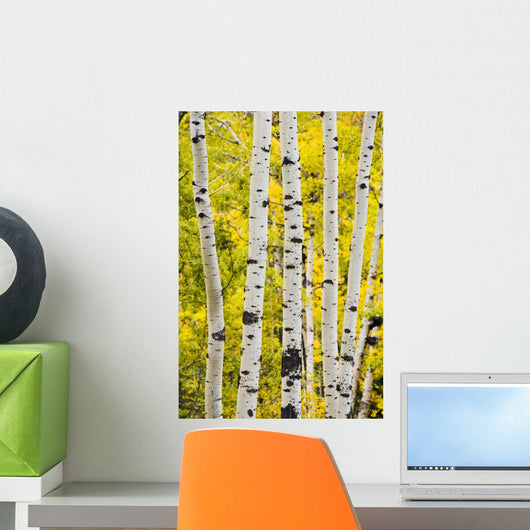 Aspen In Autumn, Jasper National Park, Alberta Wall Mural