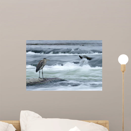 Great Blue Heron Hunting In A River, Coteau-Du-Lac, Quebec, Canada Wall Mural
