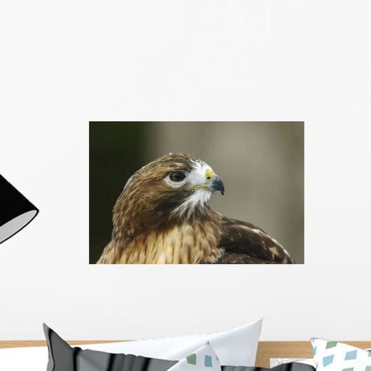 Red-Tailed Hawk In Ecomuseum Zoo, Ste-Anne-De-Bellevue, Quebec, Canada Wall Mural