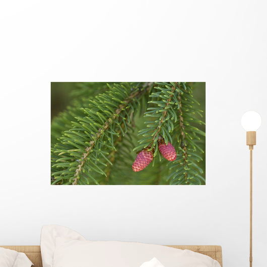 Spruce New Growth, Spring, Close-Up, Ontario Canada Wall Mural