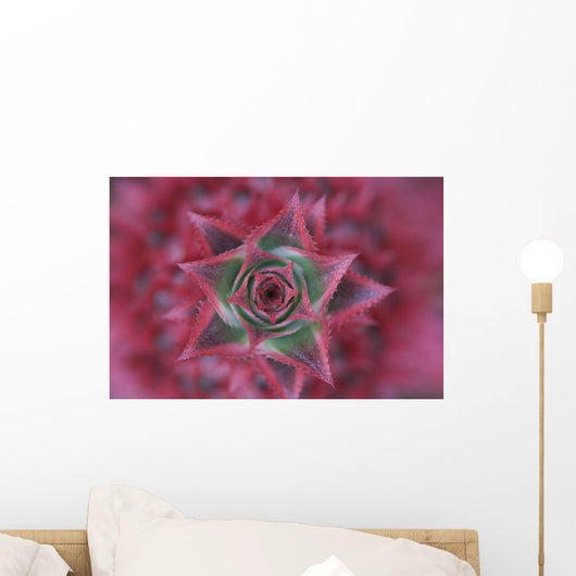 Close-Up, Silver Vase Flower, Aechmea Fasciata, Costa Rica Wall Mural