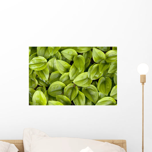 False Solomon's Seal, Ontario, Canada Wall Mural