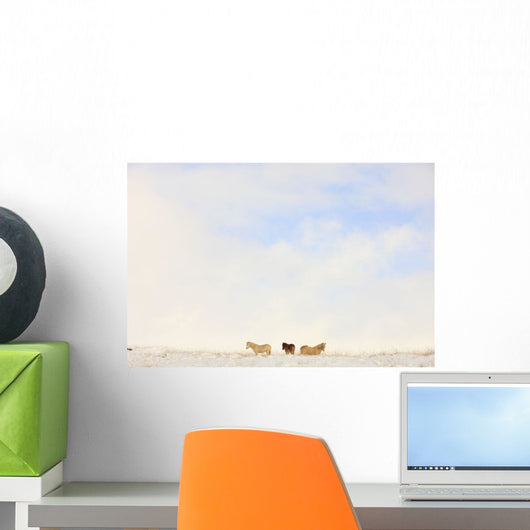 Icelandic Horses In Snow Covered Field, Iceland Wall Mural