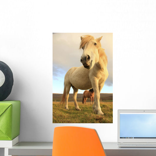White Icelandic Horse, Iceland Wall Mural