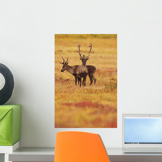 Adult Caribou In The Fall Colours Of The Dempster Highway, Yukon Wall Mural