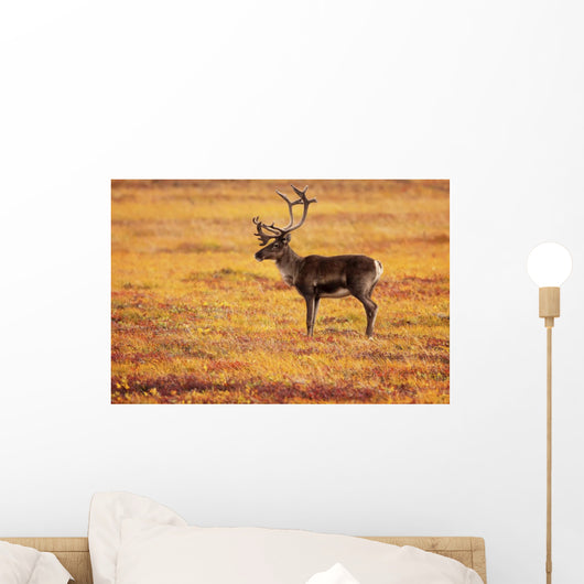 Adult Caribou In The Fall Colours Of The Dempster Highway, Yukon Wall Mural
